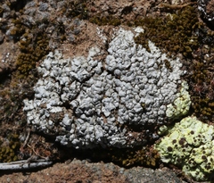 Trapeliopsis steppica