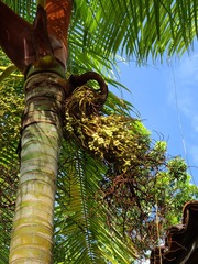 Dypsis leptocheilos