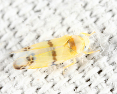 Empoa casta