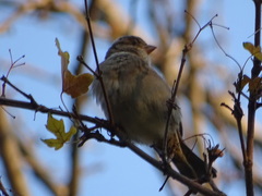 Passer domesticus