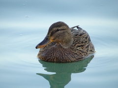 Anas platyrhynchos