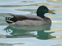 Anas platyrhynchos