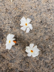 Nyctanthes arbor-tristis