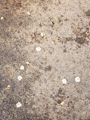 Nyctanthes arbor-tristis