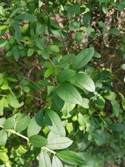 Magnoliopsida