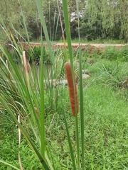 Typha orientalis