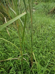 Typha orientalis