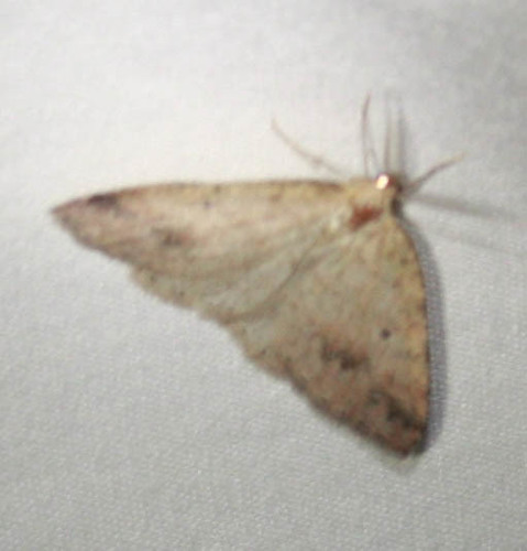 iNaturalist observation photo of Drepanulatrix