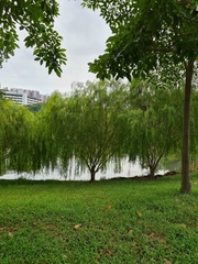 Leptospermum madidum