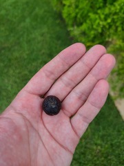 Saribus rotundifolius