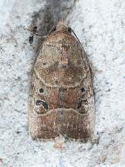 Elaphria fuscimacula