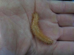 Eupentacta quinquesemita