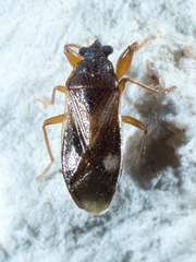 Tempyra biguttula