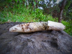Phallus granulosodenticulatus