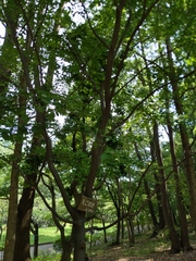 Styracaceae