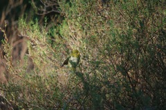 Zosterops lateralis chloronotus