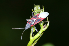 Anochrostomus formosus