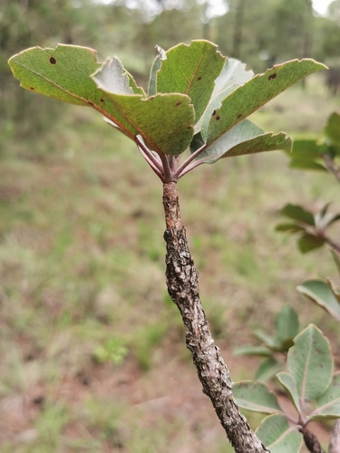Arbutus madrensis (Arbutus madrensis)