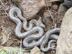 Pantherophis bairdi