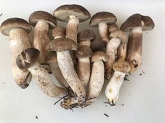 Retiboletus vinaceipes