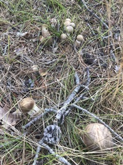 Retiboletus vinaceipes