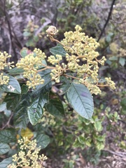 Pomaderris elliptica