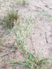 Polygonella articulata