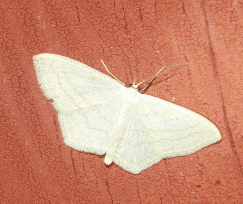 iNaturalist observation photo of Geometer Moths