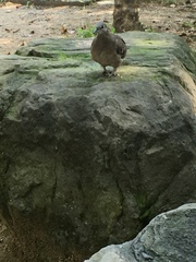 Streptopelia orientalis