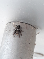 Phidippus audax