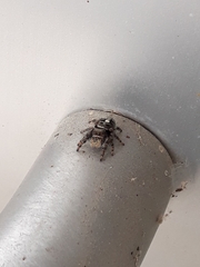 Phidippus audax
