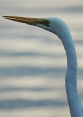 Ardea alba