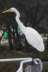 Ardea alba