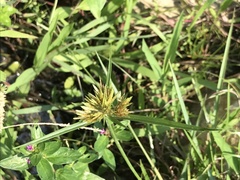 Cyperus polystachyos