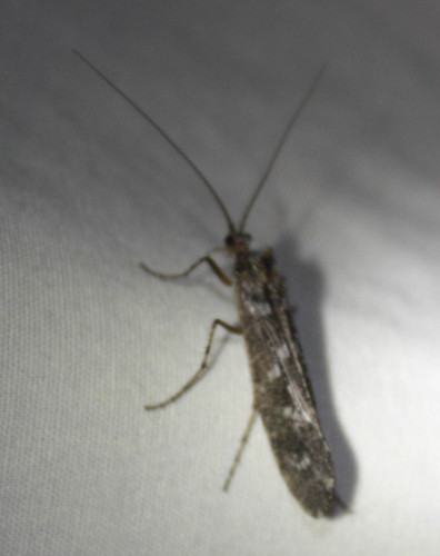 iNaturalist observation photo of Caddisflies