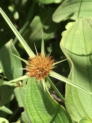 Cyperus polystachyos