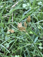 Cyperus polystachyos
