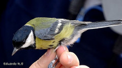 Parus major