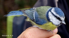 Cyanistes caeruleus
