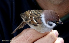 Passer montanus