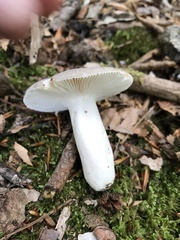 Russula modesta
