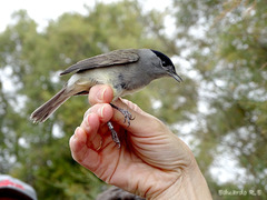 Sylvia atricapilla