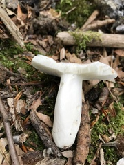 Russula modesta