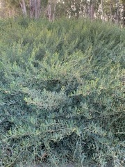 Acacia redolens