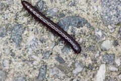 Antichiropus