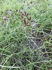 Cyperus sanguinolentus