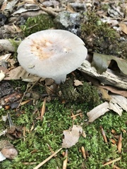 Russula modesta