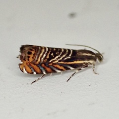 Thaumatographa jonesi