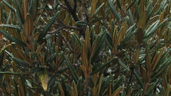 Miconia salicifolia