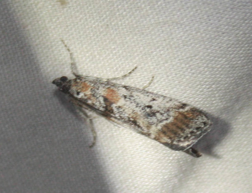 iNaturalist observation photo of Catastia actualis
